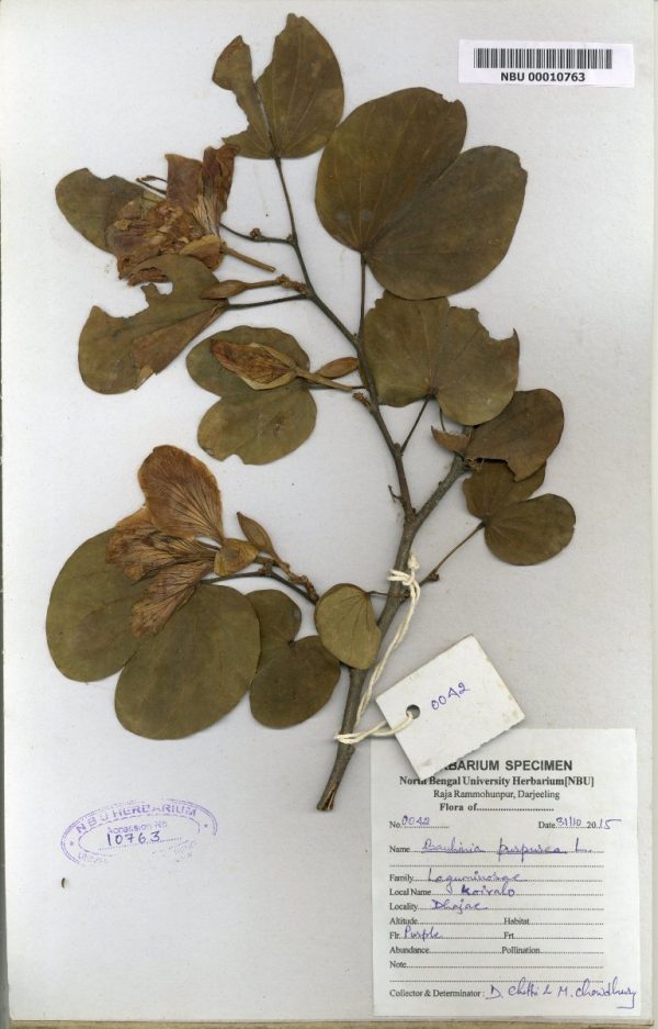 NBU 00010763 Bauhinia purpurea