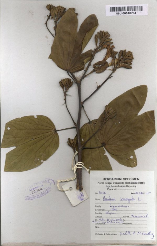 NBU 00010764 Bauhinia variegata