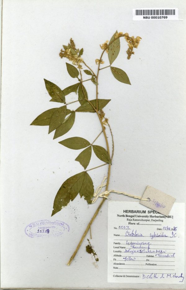 NBU 00010769 Crotalaria cytisoides