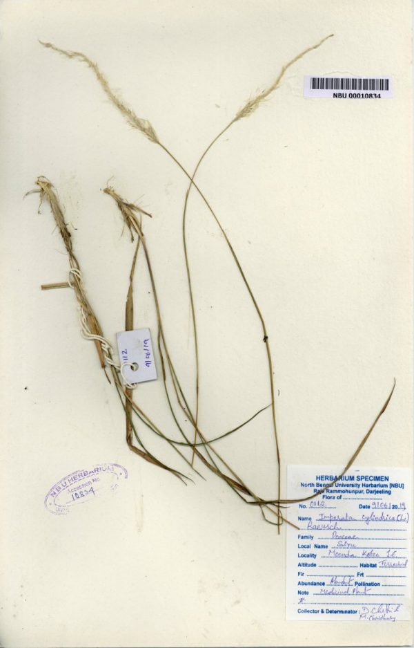 NBU 00010843 Imperata cylindrica