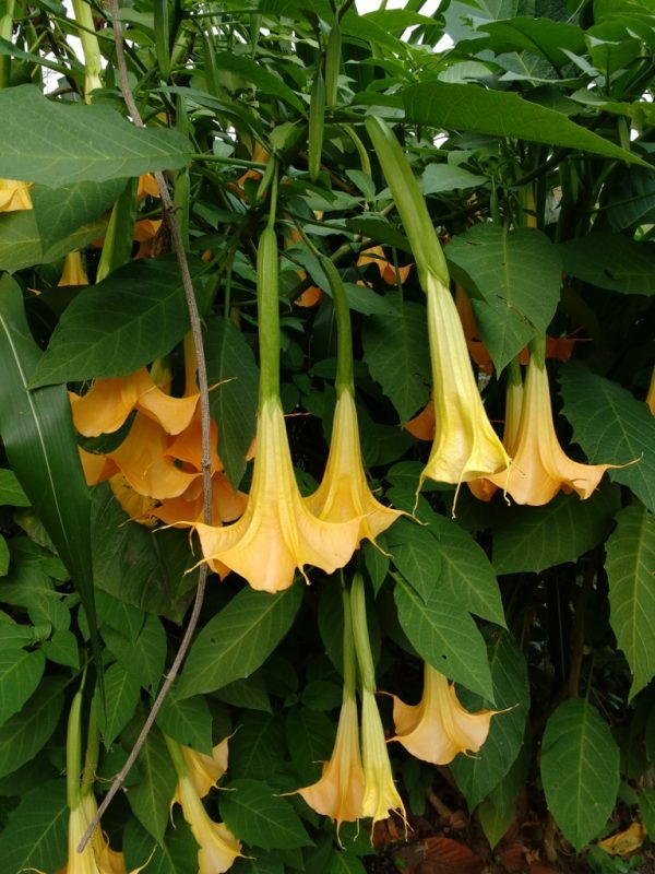 Datura metel L.