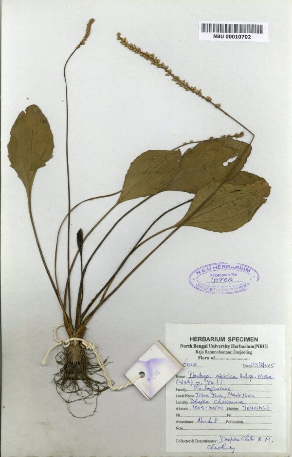 NBU 00010702 Plantago asiatica