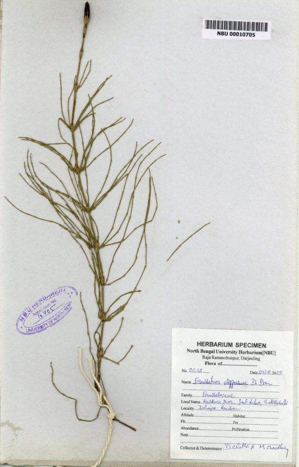 NBU 00010705 Equisetum diffusum