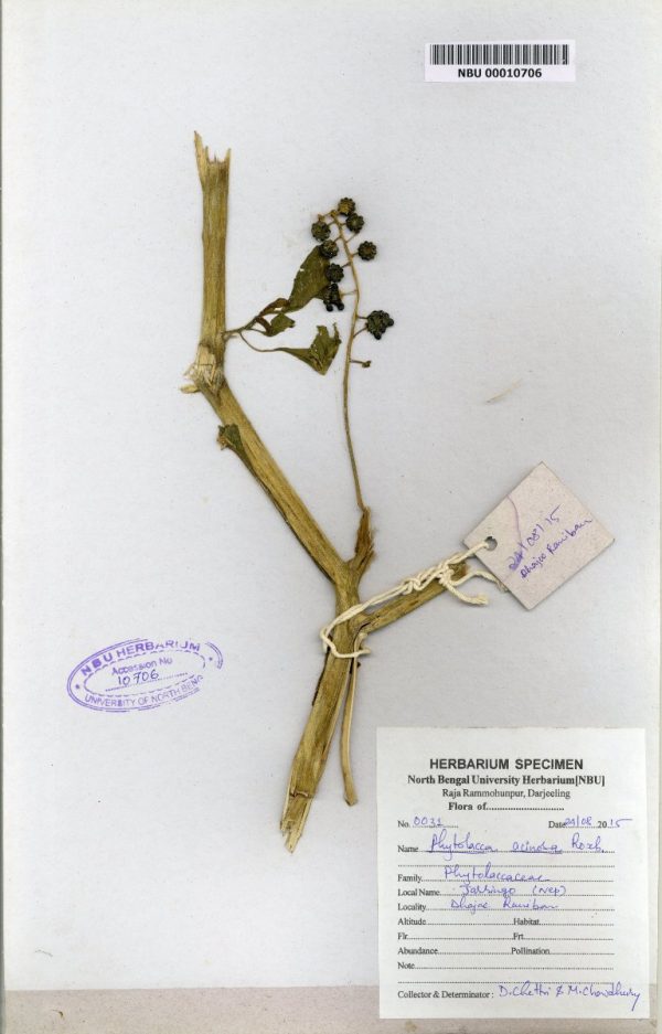 NBU 00010706 Phytolacca acinosa