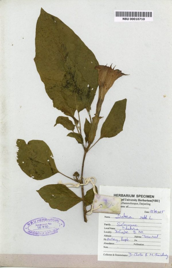 NBU 00010710 Datura metel