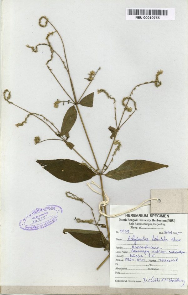 NBU 00010755 Acyranthes bidentata