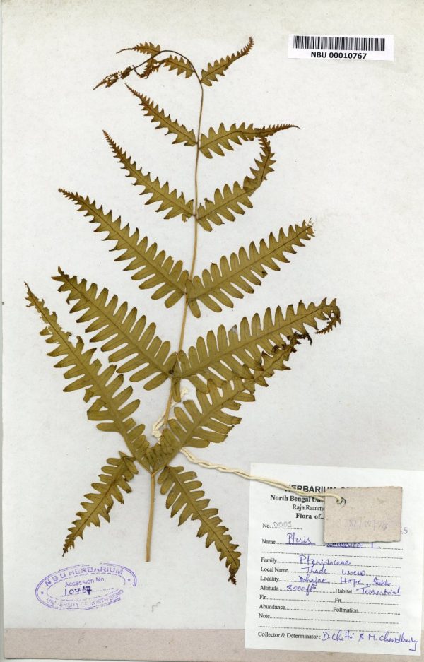 NBU 00010767 Pteris biaurita