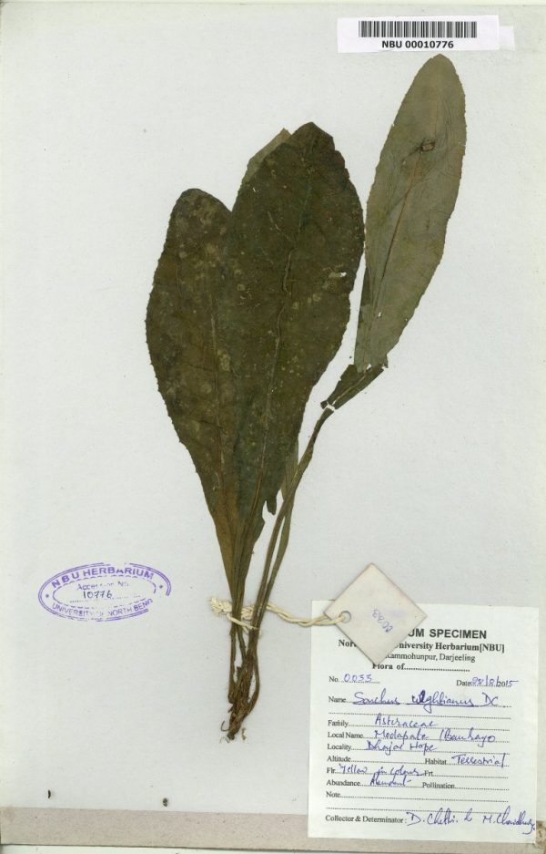 NBU 00010776 Sonchus wightianus