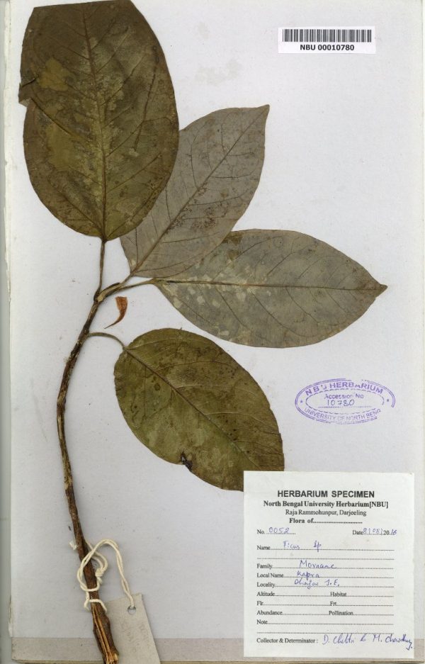 NBU 00010780 Ficus sp