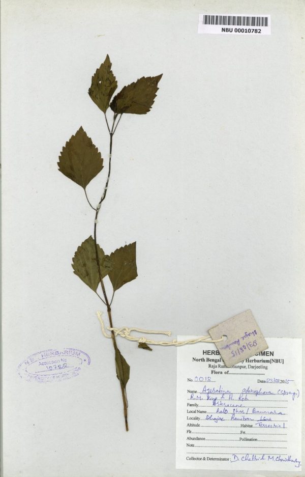 NBU 00010782 Ageratina adenophora