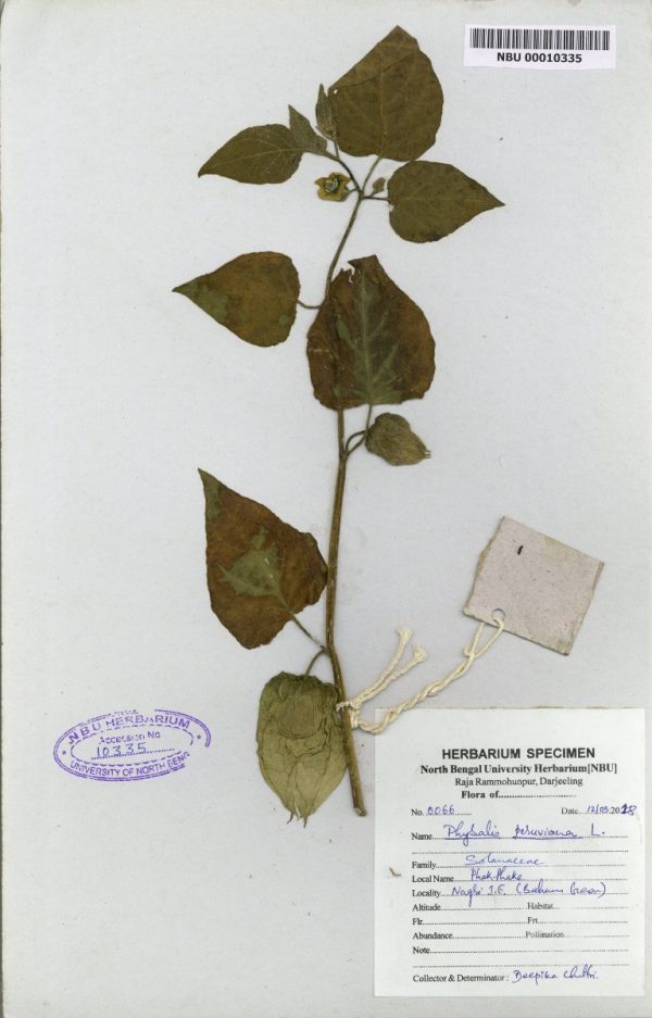 NBU00010335 Physalis peruviana