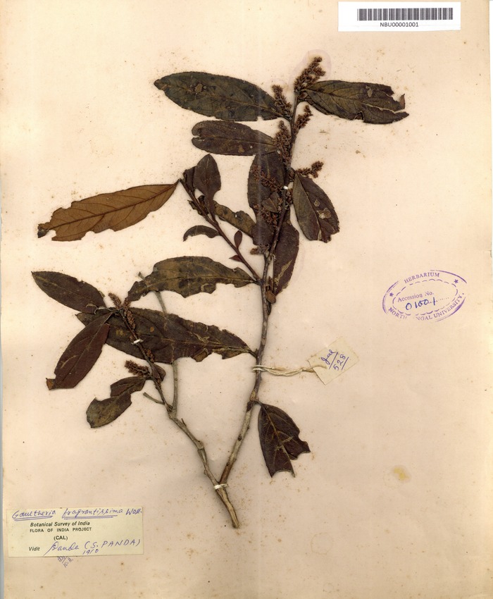 Gaultheria fragrantissima Wall. – NBU Herbarium